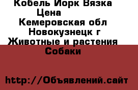 Кобель Йорк Вязка › Цена ­ 4 000 - Кемеровская обл., Новокузнецк г. Животные и растения » Собаки   